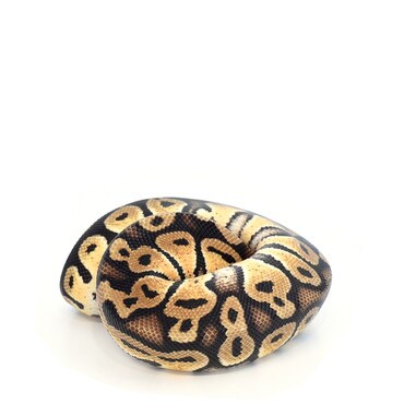 Pastel double het Axanthic/Pied Royal Python, Male